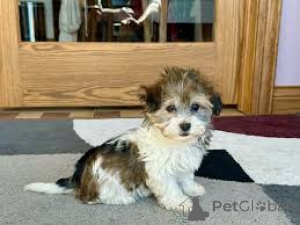 Photo №2 to announcement № 136217 for the sale of havanese dog - buy in United Kingdom 