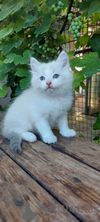 Photo №1. ragdoll - for sale in the city of Aarhus | negotiated | Announcement № 156816