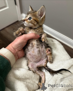 Photo №1. bengal cat - for sale in the city of Munich | 395$ | Announcement № 150616