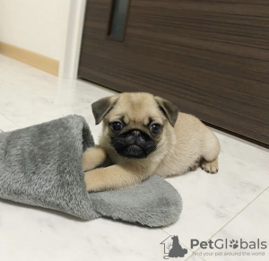 Photo №1. pug - for sale in the city of Tampere | Is free | Announcement № 90714