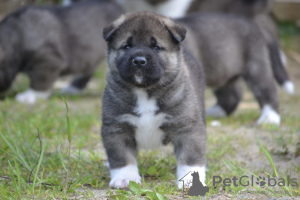 Photo №1. american akita - for sale in the city of Yaroslavl | negotiated | Announcement № 10588