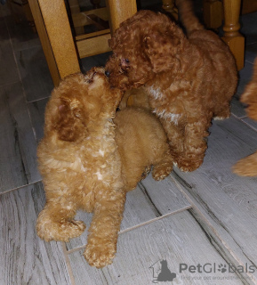 Photo №4. I will sell poodle (toy) in the city of Munich. breeder - price - negotiated