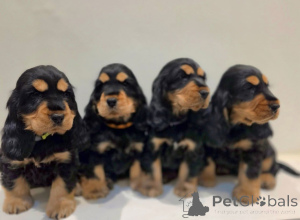 Photo №3. Urocze szczenięta cocker spaniela do adopcji. Poland