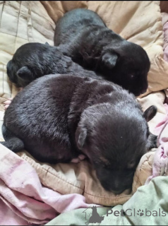 Photo №1. non-pedigree dogs - for sale in the city of Minsk | Is free | Announcement № 166478