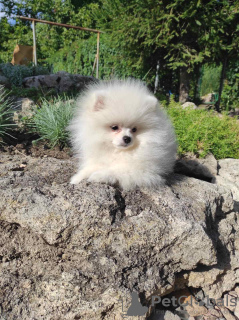 Photo №1. pomeranian - for sale in the city of Warsaw | 1300$ | Announcement № 12104