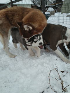 Additional photos: Siberian Husky Puppies