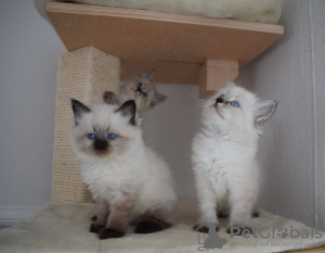 Photo №1. siberian cat - for sale in the city of Ohio City | Is free | Announcement № 31247