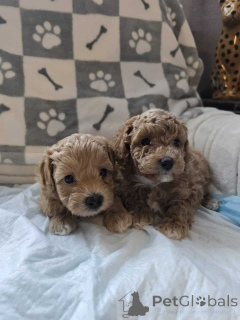 Photo №1. maltipu - for sale in the city of Berlin | 847$ | Announcement № 149896