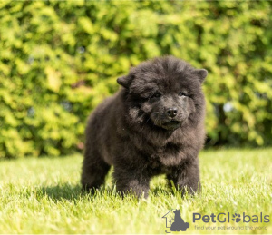 Additional photos: Chow Chow puppies are set for new homes now