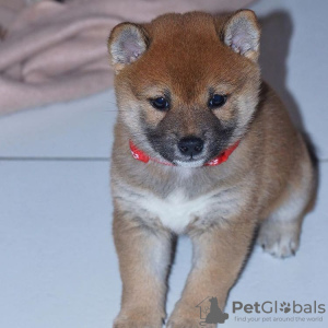 Photo №3. Purebred Shiba Inu puppies. Germany