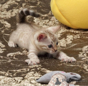 Photo №2 to announcement № 153192 for the sale of bengal cat - buy in Sweden private announcement