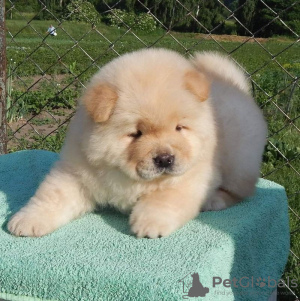 Photo №1. chow chow - for sale in the city of Остенде | 141$ | Announcement № 129077