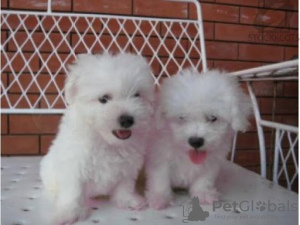 Photo №1. bichon frise - for sale in the city of Bernolákovo | negotiated | Announcement № 10903