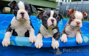 Photo №1. boston terrier - for sale in the city of Nuremberg | 423$ | Announcement № 56607