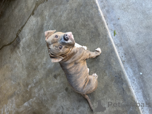 Photo №2 to announcement № 135773 for the sale of american bully - buy in United States 