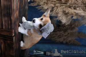 Photo №2 to announcement № 79308 for the sale of welsh corgi - buy in Russian Federation breeder