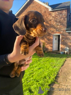 Photo №3. Dachshund Puppies Available!**   We have 5 lovely little dachshund pups looking. Germany