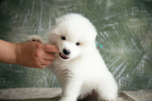 Photo №3. Puppies of a Samoyed dog (Samoyed) from the Kennel. Russian Federation