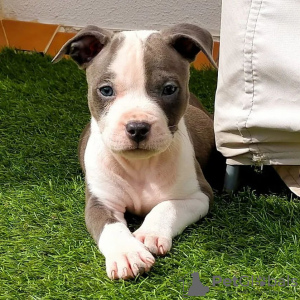 Photo №1. american staffordshire terrier - for sale in the city of Роттердам | Is free | Announcement № 53650