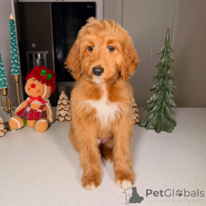 Photo №2 to announcement № 160067 for the sale of golden retriever - buy in Finland private announcement