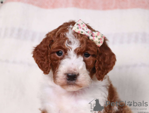 Photo №2 to announcement № 63265 for the sale of poodle (royal) - buy in United States breeder