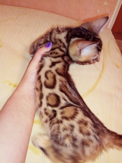 Photo №1. bengal cat - for sale in the city of Krivoy Rog | 400$ | Announcement № 1784