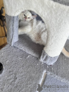 Photo №3. Ragdoll Kittens ready for new homes. Germany