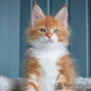 Photo №2 to announcement № 117405 for the sale of maine coon - buy in Belgium 