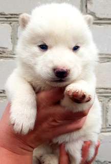Photo №4. I will sell siberian husky in the city of Dace. breeder - price - 311$