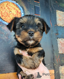 Photo №2 to announcement № 146026 for the sale of yorkshire terrier - buy in Portugal breeder