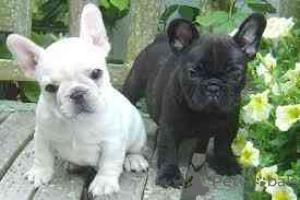 Photo №1. french bulldog - for sale in the city of Vilnius | negotiated | Announcement № 162915