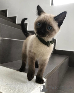 Photo №4. I will sell siamese cat in the city of ALINGSQ. breeder - price - 723$