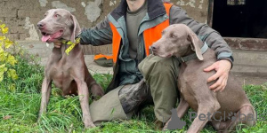 Photo №2 to announcement № 162471 for the sale of weimaraner - buy in Serbia 