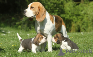 Photo №3. Beagle Puppies.. Sweden