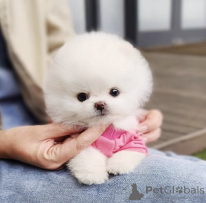 Photo №1. pomeranian - for sale in the city of Los Angeles | 300$ | Announcement № 41871