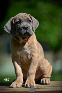 Photo №4. I will sell cane corso in the city of Belgrade. breeder - price - negotiated