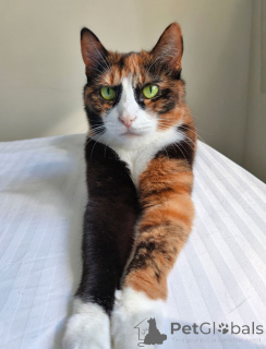 Photo №3. Masya, the cat who knows how to make ordinary days warmer, is looking for a home. Russian Federation