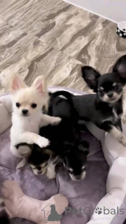 Photo №1. chihuahua - for sale in the city of Offenbach | negotiated | Announcement № 152896