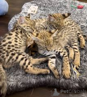 Photo №1. savannah cat - for sale in the city of Brussels | 516$ | Announcement № 165847