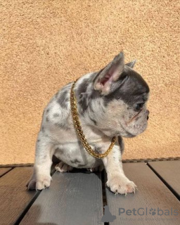 Photo №1. french bulldog - for sale in the city of Derby | 280$ | Announcement № 123219