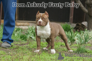 Photo №2 to announcement № 44279 for the sale of american bully - buy in Russian Federation from nursery, breeder