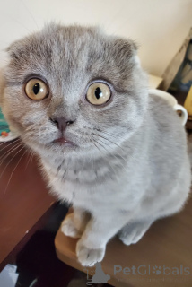 Photo №1. scottish fold - for sale in the city of Tbilisi | 100$ | Announcement № 174609