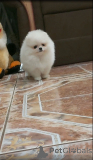 Photo №1. pomeranian - for sale in the city of Штутгарт | 380$ | Announcement № 127337