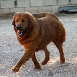 Photo №3. Tibet Dogue. Germany