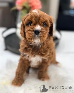 Photo №3. Cavapoo Puppies for Adoption Vet Checked & Vaccinated. Germany