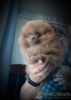 Additional photos: Pomeranian Spitz, puppies. Mini bears