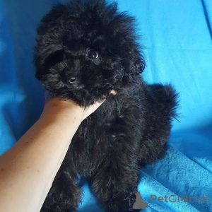 Photo №4. I will sell poodle (toy) in the city of Munich. from the shelter, breeder - price - 454$