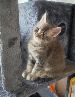 Photo №1. maine coon - for sale in the city of Mayen-Koblenz | 361$ | Announcement № 174775