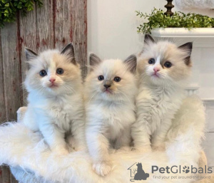 Photo №1. ragdoll - for sale in the city of Гамбург | 296$ | Announcement № 69383