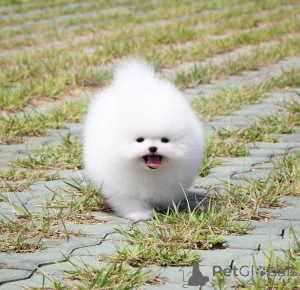 Photo №3. miniature Pomeranian puppies. Germany